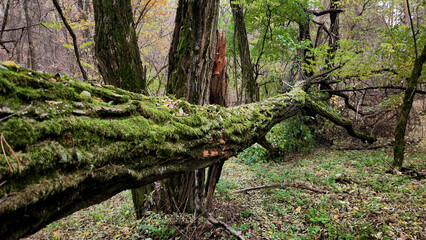 Fallen tree covered in moss in lush forest