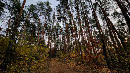 Tall pine trees in autumn forest