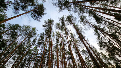 Tall pine trees against a clear blue sky