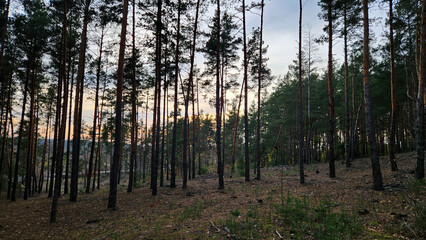 Serene pine forest at sunset