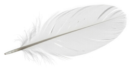Delicate white feather against a stark black background