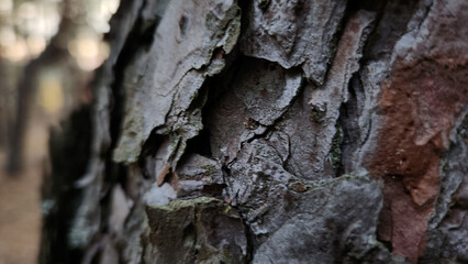 Close-up of pine tree bark texture in forest