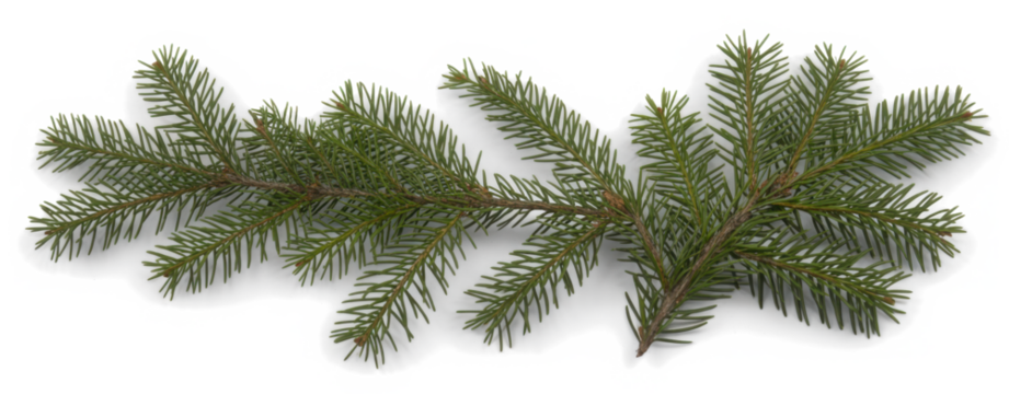 christmas tree branches
 - Powered by Adobe