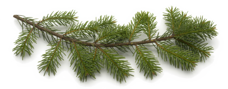 christmas tree branches
