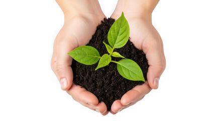 Hands gently holding a young plant with rich soil