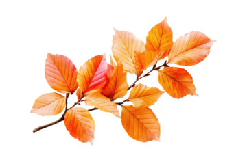 Autumnal branch with vibrant orange-red leaves. A twig of fiery fall foliage