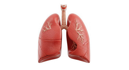 Anatomical illustration of human lungs and trachea