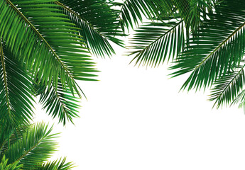 Obraz premium Close-up of vibrant tropical palm fronds, sharply detailed and brightly colored, framing a dark background