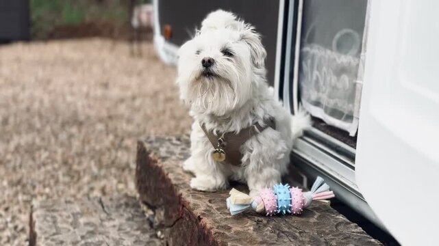 Cute Little Dog with Toy Sitting on Caravan Step in Natural Setting