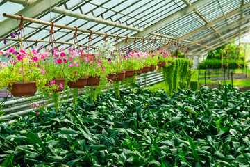 Greenhouse or botanical garden filled with diverse vegetation