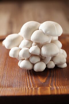 Lentinula edodes, shiitake mushroom growing on oak wood, valued for its aroma and health benefits.