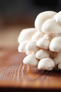 Lentinula edodes, shiitake mushroom growing on oak wood, valued for its aroma and health benefits.