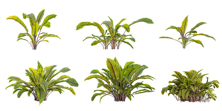 Collection of Rumex plants on transparent background