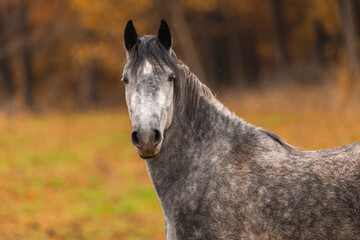 Obraz premium Schimmelportrait im Herbst