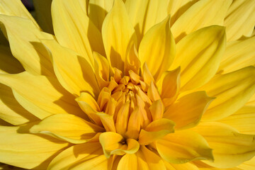 close-up of a yellow dahlia flower Gelber Vulcan