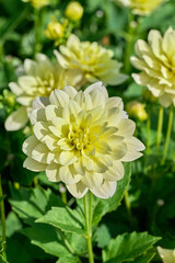 dahlia Berliner Lemon with light yellow petals
