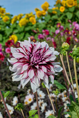 dahlia Radegast flower leaves white with red edges with dahlia flowers and sunflowers in the background