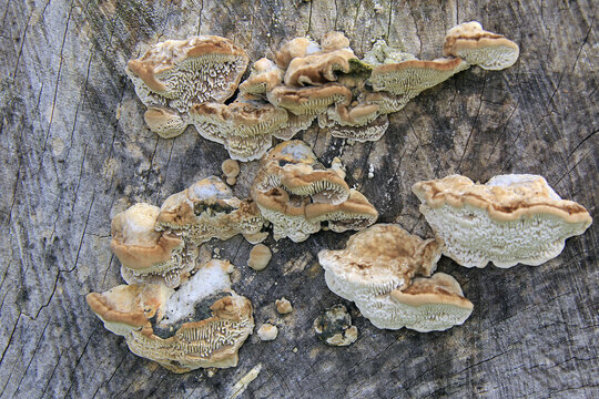 un champignon parasite de l arbre