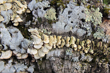 alignement de petits champignons sur le troc de l arbre mort