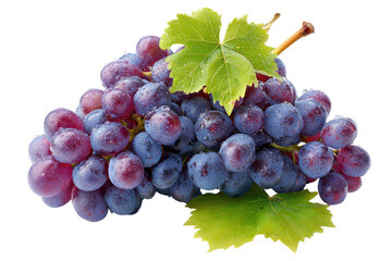 Fototapeta premium Close-up of a bunch of purple grapes with leaves. Clusters of plump, dark purple grapes, glistening with water droplets. Fresh green leaves are attached to the stems