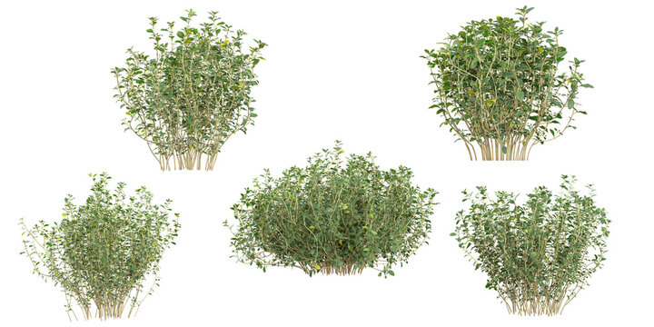 Collection of Thymus plants on transparent background