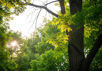 Sunlight filtering through lush green forest canopy