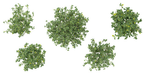 Collection of Thymus plants on transparent background from the top view