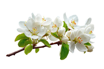 Obraz premium Close-up of a branch with clusters of delicate white apple blossoms and budding leaves