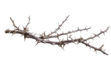 Obraz premium Thorny branch, detailed close-up, isolated on black