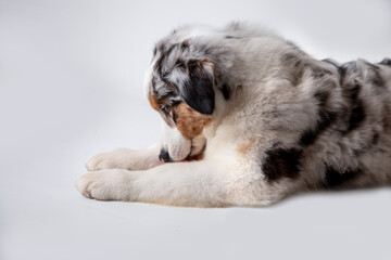 Adorable Merle Australian Shepherd puppy looking dawn with sad expression on white Background