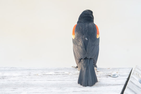 Redwinged blackbird a common species across North America sits perches on a wooden deck with it back turned to the camera lens seemingly unaware and uninterested in humans