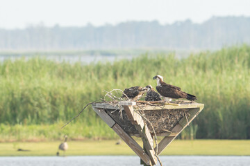 adult osprey stands over a pair of juveniles as they feed on the fill kill brought back to the platform nest by the parent raptor bird caring for its brood