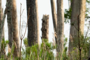 a thin twig and several brown blades of grass with seed pods atop their stem, set against a background of standing dead timber