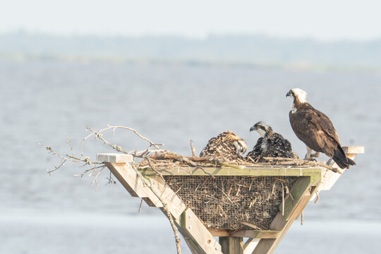 adult osprey and their offspring brood in the summer fledgelings along Chesapeake bay marine estuarine ecosystem along the Atlantic flyway for migratory species of shorebirds