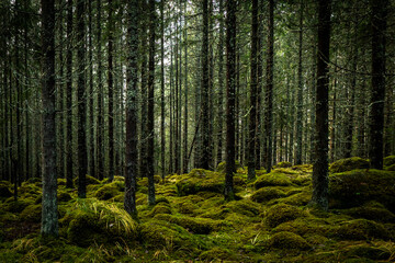 Forest in late autumn