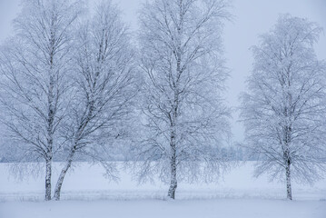 Obraz premium Frosty tree in a wintry landscape