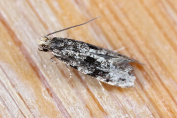 Nemapogon granella (European grain worm or European grain moth). An insect on the desk in the office.