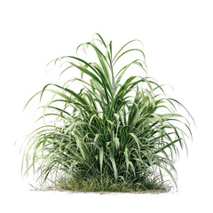 Fototapeta premium Dense, variegated grass plant