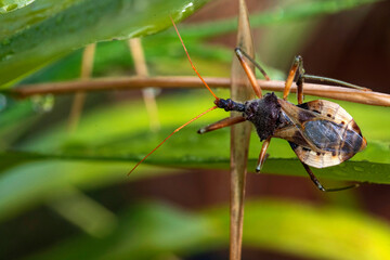 Common Assassin Bug (Pristhesancus plagipennis)