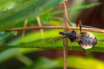 Common Assassin Bug (Pristhesancus plagipennis)