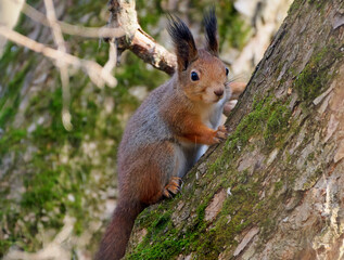 A red squirrel sits on a tree branch.