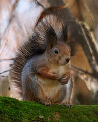A red squirrel sits on a tree branch.