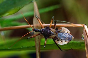 Common Assassin Bug (Pristhesancus plagipennis)