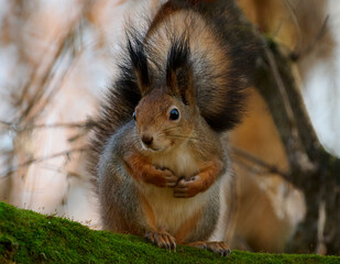 A red squirrel sits on a tree branch.