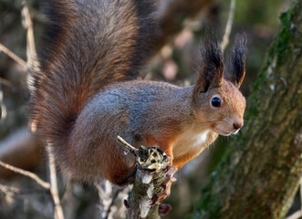 A red squirrel sits on a tree branch.