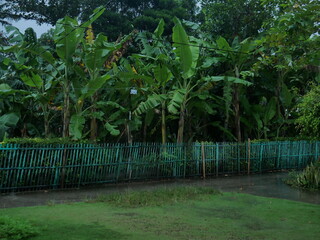 Lush green banana trees (Musa) growing in a tropical garden or plantation. Natural background with dense foliage and a green fence