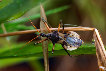 Common Assassin Bug (Pristhesancus plagipennis)