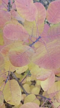 autumn leaves in water