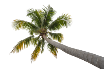 Low angle view of a lush green palm tree reaching towards the sky, perfect for tropical vacation promotions and travel content