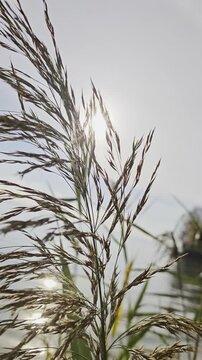Reeds Swaying In The Wind Photos
